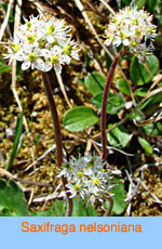 Saxifraga nelsoniana