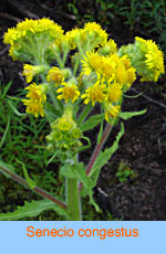 Senecio congestus