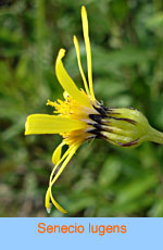 Senecio lugens