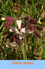 Silene repens