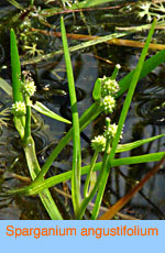 Sparganium angustifolium