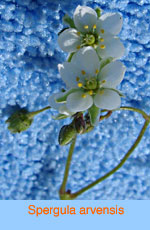 Spergula arvensis