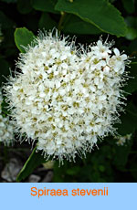 Spiraea stevenii