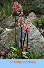 Tofieldia coccinea