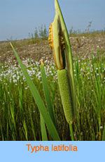 Typha latifolia