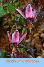 Vaccinium oxycoccos