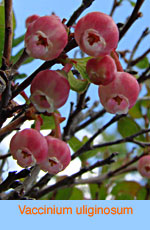 Vaccinium uliginosum