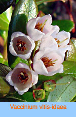 Vaccinium vitis-idaea