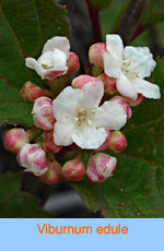 Viburnum edule