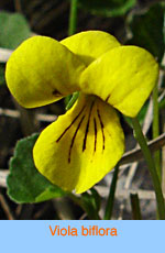 Viola biflora