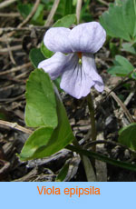 Viola epipsila