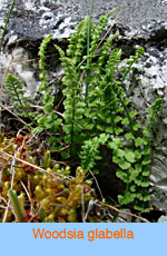 Woodsia glabella