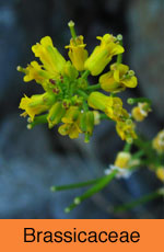 Brassicaceae