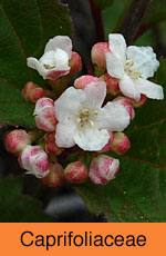 Caprifoliaceae