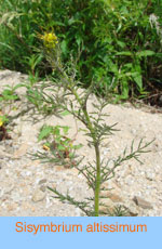 Sisymbrium altissimum