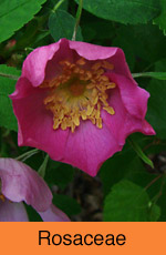 Rosaceae