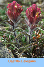 Castilleja elegans