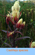 Castilleja species